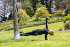 TRX Suspension Trainer Move